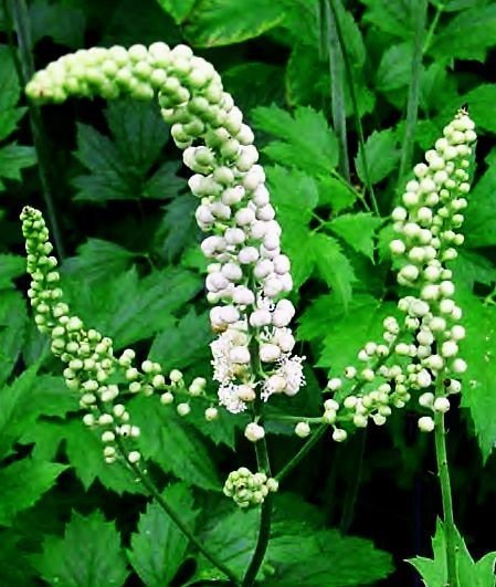 Solution for the onset of menopause : Black Cohosh